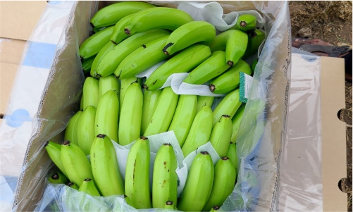 exporter of banana in Aurangabad